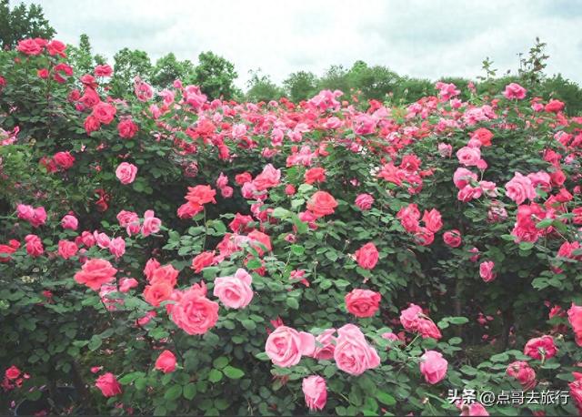 成都玫瑰、月季花开爆了，免费才最美，采摘玫瑰低至1元，划算！