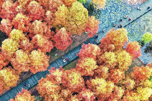 【图片新闻】魅力初冬