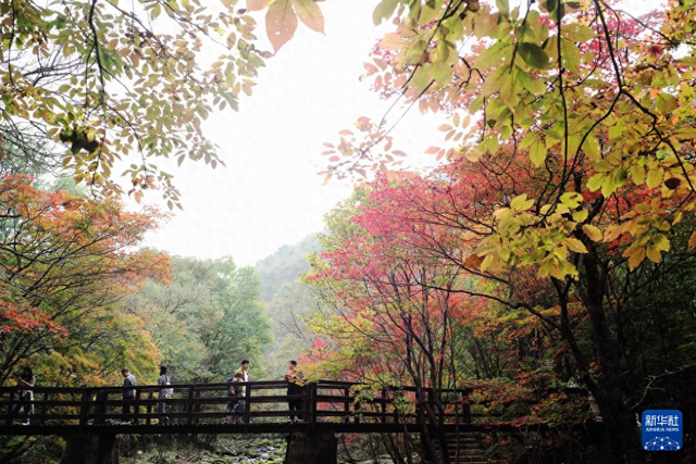 本溪枫叶进入观赏期 秋日“枫景”好