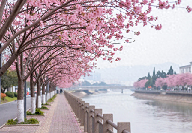 福州又一条免费的滨水樱花长廊，全长约 900 米、堪称榕城春日顶流
