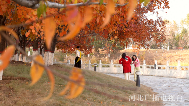 唐山迁安：彩叶满城 绘就诗意画卷