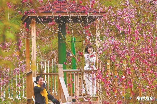 除了清源山，“走读”花海去……