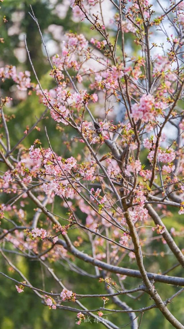 3座公园早樱盛开！武汉将喜提“樱花春节”