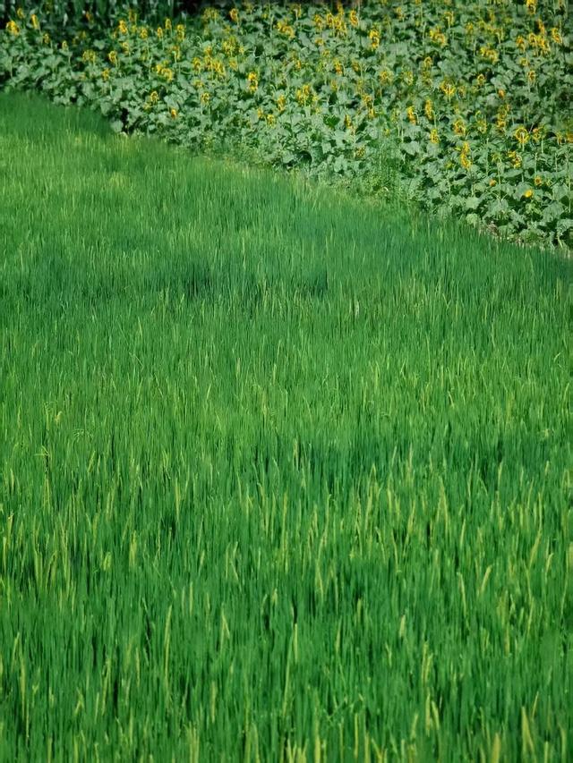 昆明市区惊现宫崎骏动漫稻田！铁路风景！人少景美速来～