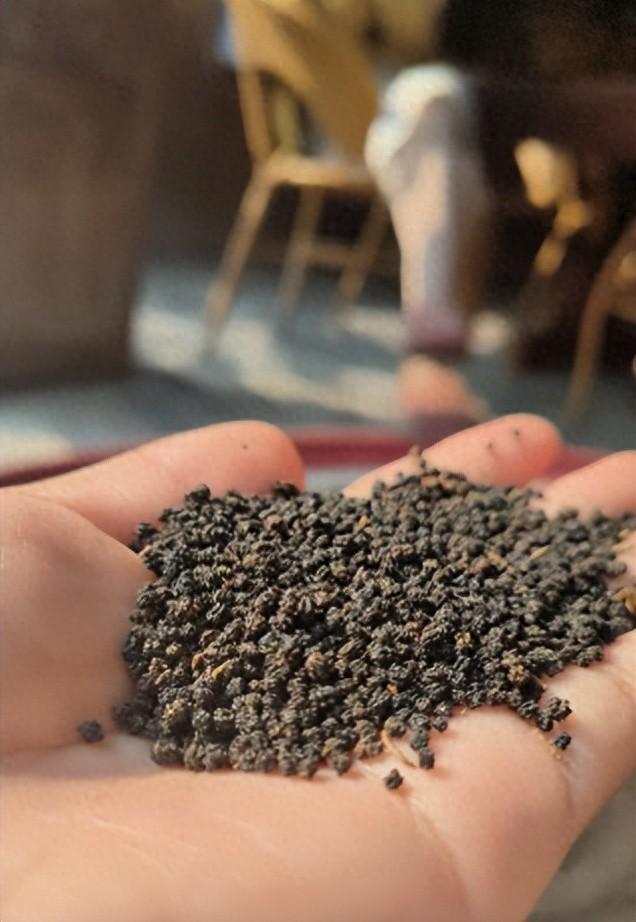 优化虫茶（什么是虫屎茶）