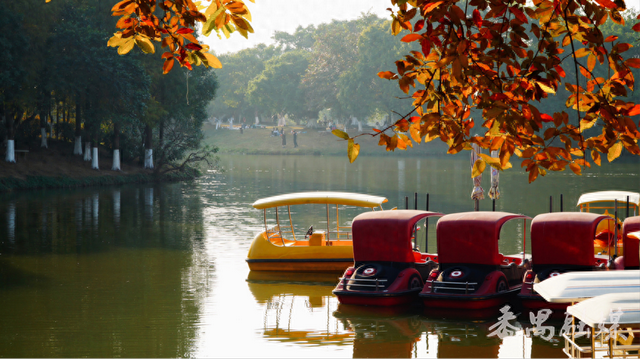 绝美！大夫山落羽杉林霸屏朋友圈