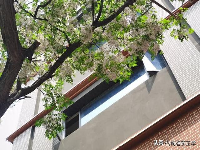 苦楝树迎来盛花期 市民游客争相打卡