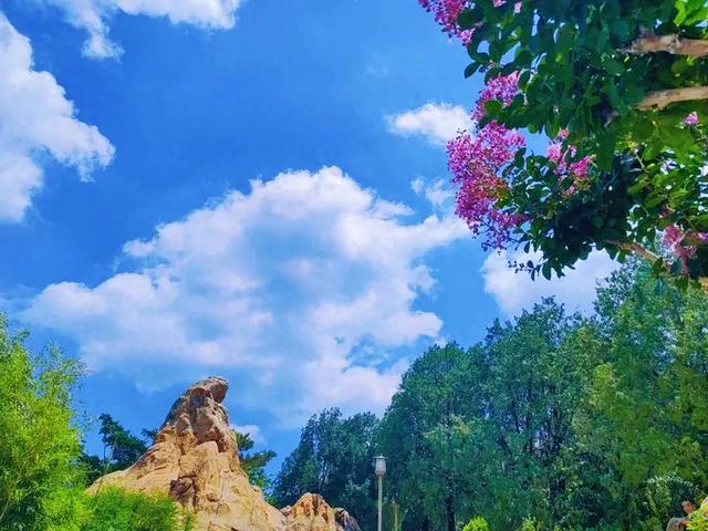 踏入虎山公园紫薇秘境，收藏夏日泰山的专属浪漫