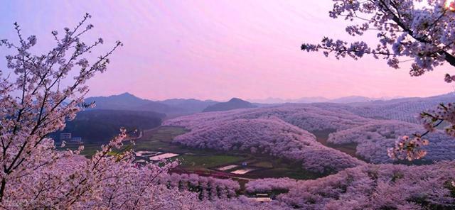 今晚18点关闭！贵州这个藏着70万株樱花的地方，以后没机会了
