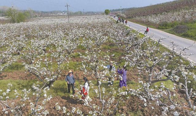春日“花经济” 颜值兑产值