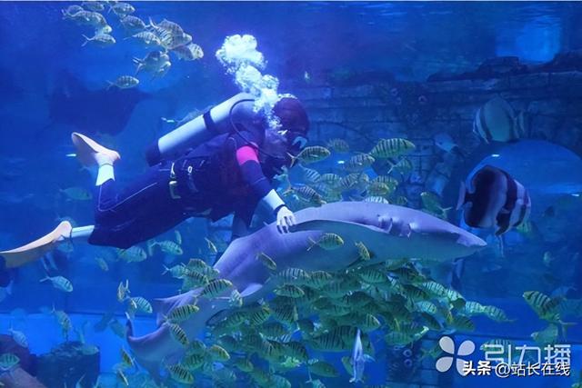 遛娃“新宠”上线 一起“潜入”蔚蓝海底秘境