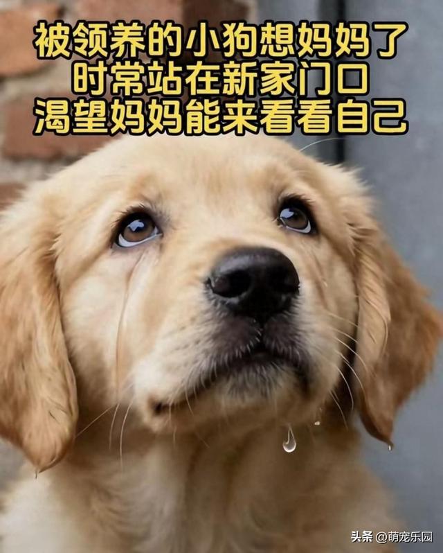 流浪狗妈妈守护新生，善良路人抱走喂养，黄昏守门寻母心碎