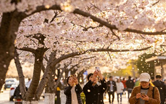 兰州读者大道火了！紫叶李开成粉色隧道，书香与花香撞个满怀