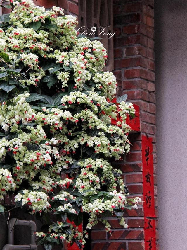 泉州一老街，有一株“龙吐珠”开成花墙，看到的人都直呼“太美”