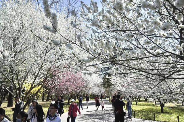 赏花看展淘文创！国家植物园邀您共享“一站式”春日快乐