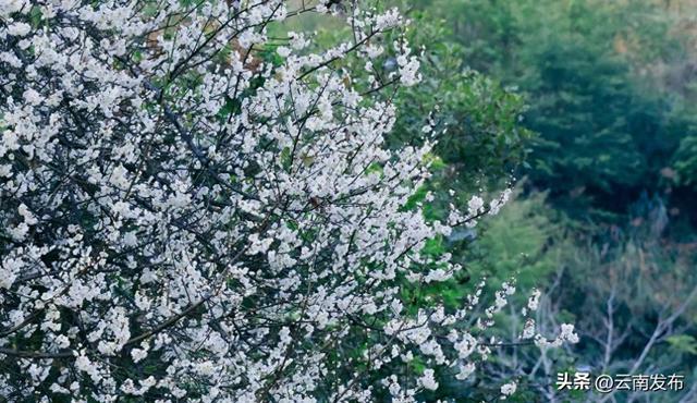 冬日到楚雄南华，赴一场“梅”好之约~