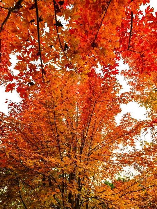 藏不住了!北京通州这条4.4公里“红叶大道”,美到封神~ 藏不住了!北京通州这条4.4公里“红叶大道”,美到封神~