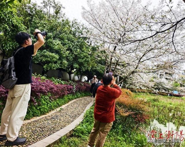 西湖公园的樱花开了，如云似雪入画来！