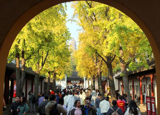 江苏苏州：游虎丘 赏银杏