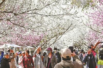 北京推出10条品质赏花主题线路