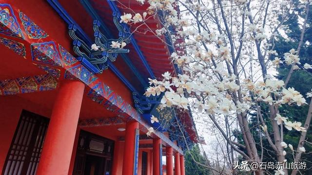 春满赤山 | 玉兰映雪，梅落禅心，赴一场北纬37°的山海花事