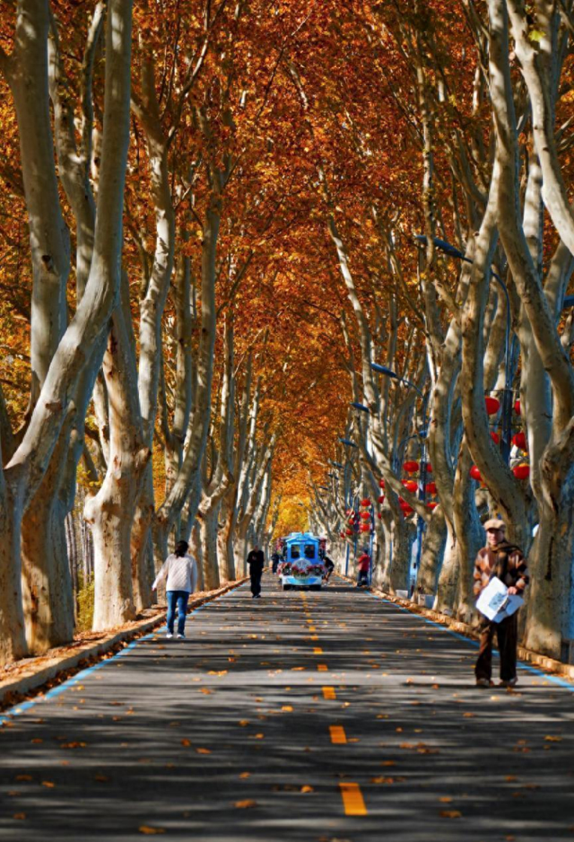 金色长廊迎客来！江苏东海西双湖景区梧桐大道进入最佳观赏期