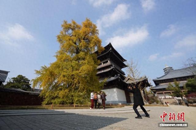 浙江桐乡：千年银杏换上“金装” 吸引游客打卡
