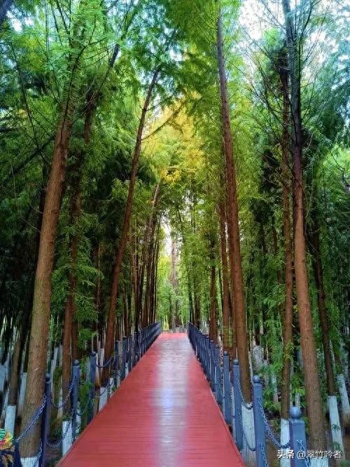 后悔来晚了，地铁直达的免费宝地，遛娃拍照绝佳，周末立刻出发。