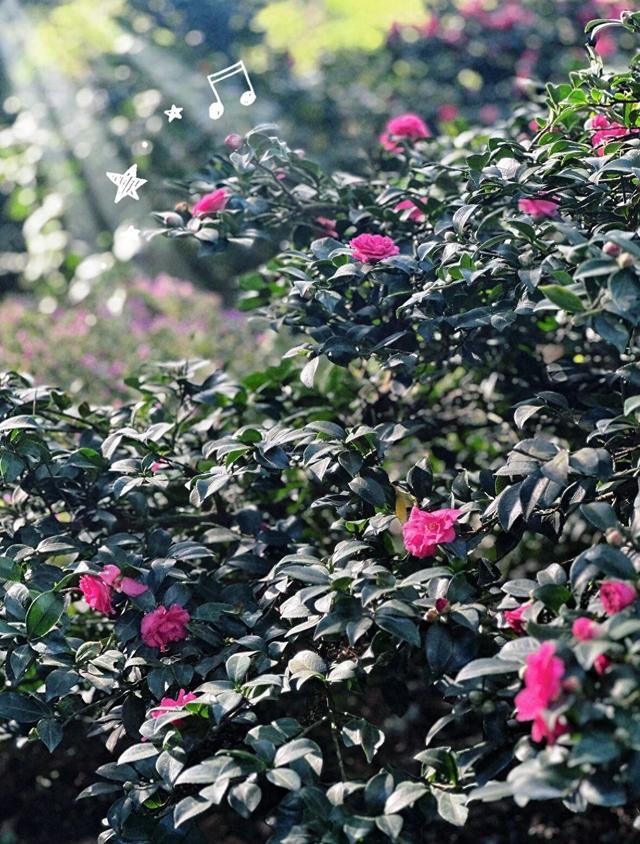 珠三角深秋私藏秘境，西樵山茶花园万株茶花绽放古韵生机！