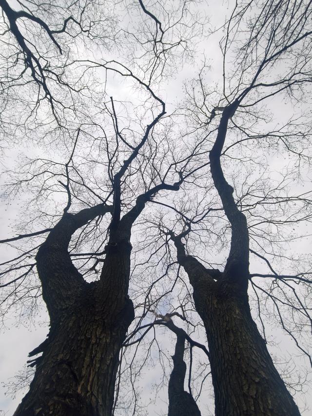 冬日枯树之美