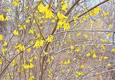 大庆连翘次第开