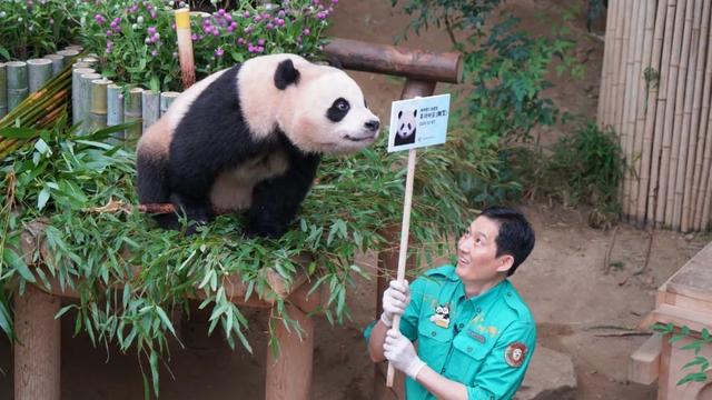 半月谈：“全民吸猫”时代，熊猫何以成为顶流IP？