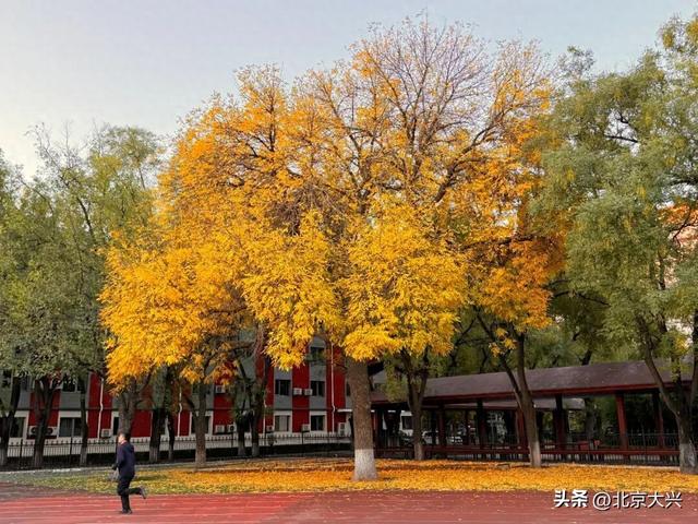 这果子的“歹毒”，足以毁掉整条大道的浪漫……怎么破？