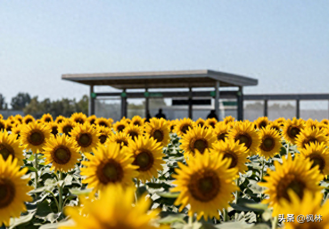 南宁赏花何须远行？地铁 5 号线直达百亩金色花海！