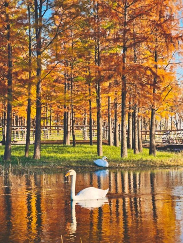 郑州初冬的浪漫，是「水杉」给的~~~