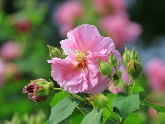 码住！肇庆这些秋冬花景即将上线，打卡别错过！