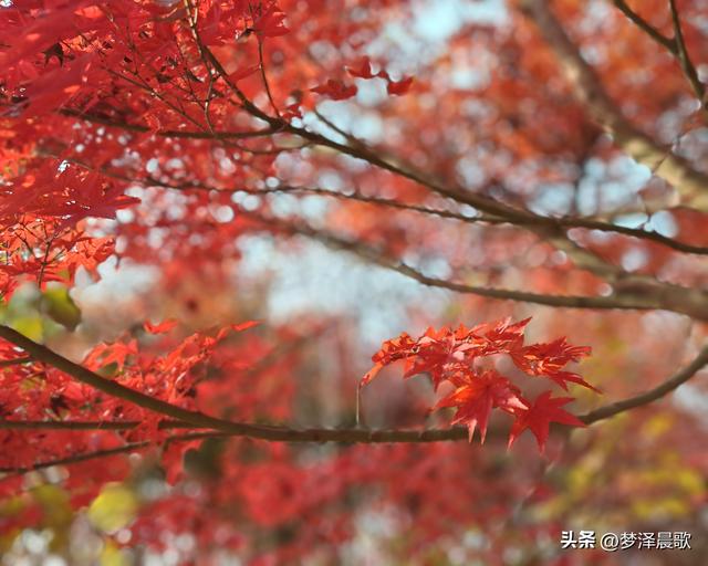 千年古城湖北云梦 冬日暖阳红枫艳