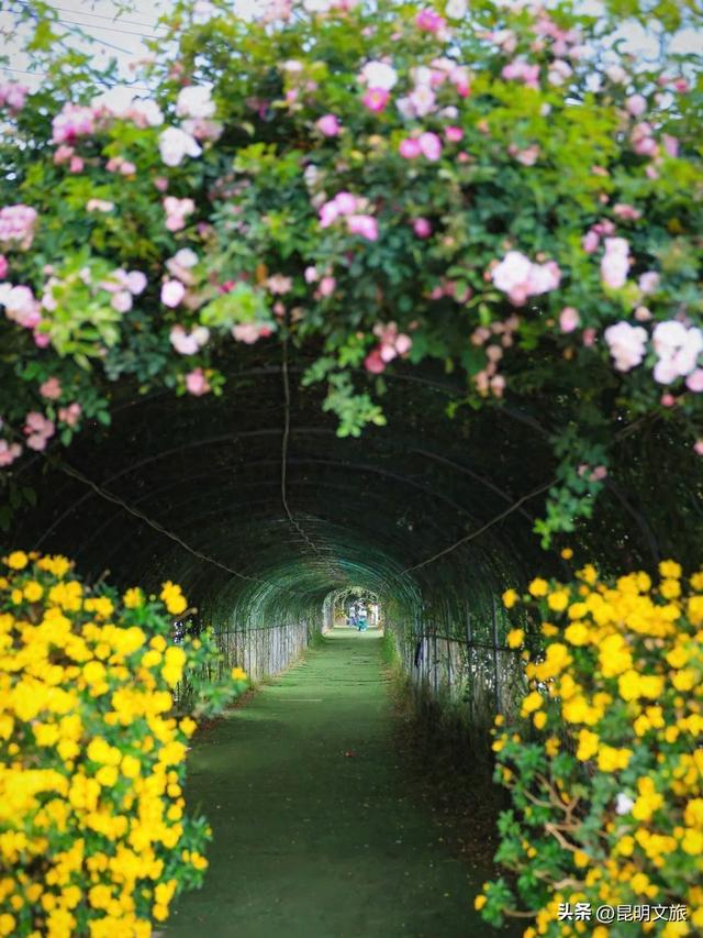 绿光隧道蔷薇花瀑💚昆明春天的隐藏副本