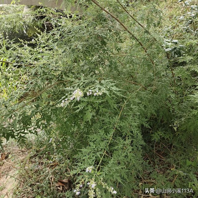 荆条全身是宝，虽不起眼，它却依然被人喜爱