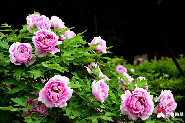 春已至 花正浓 来岱庙 赏牡丹