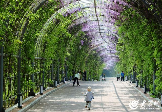 一城紫韵漫长廊！滨州紫藤花隧道迎来赏花季