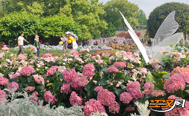 绣球花展4月25日启幕！荆州市中山公园花海等你"五一"来打卡
