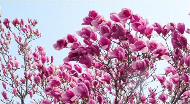 宿在日照，感受专属春日浪漫