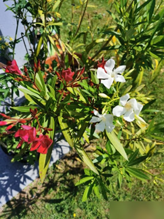 阴花不能进阳宅！这5种花“打死”也不养，家里若有？快挪走！