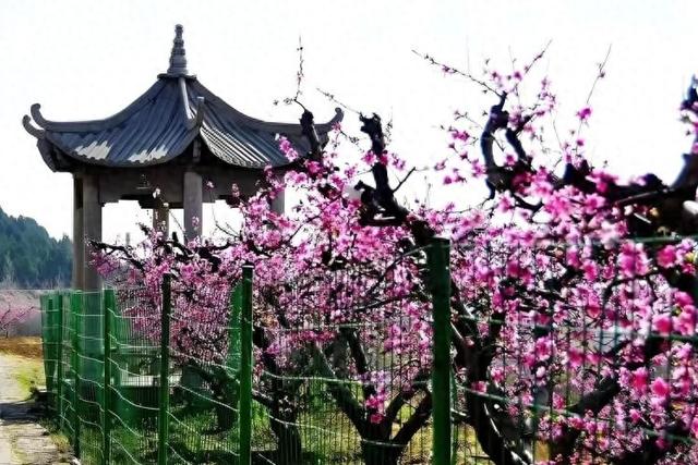 2026肥城桃花盛开季 新城街道邀您共赴春日之约