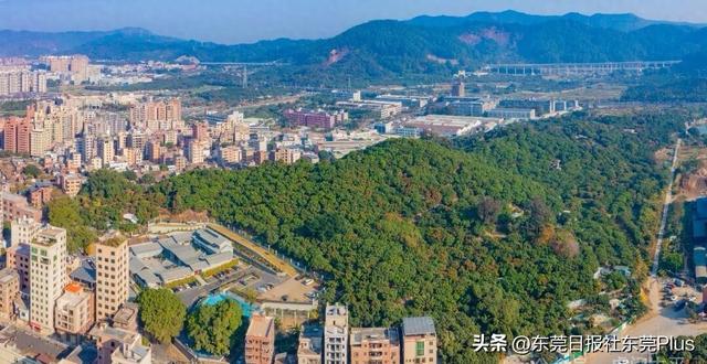 投资1221万元，虎门首个古树公园预计下月动工