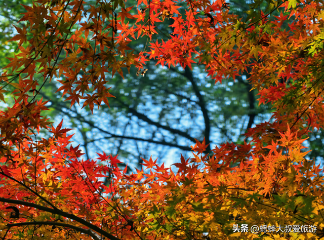 杭州“调色盘景点”爆火了，人从众不说，还藏着天花板枫景线！
