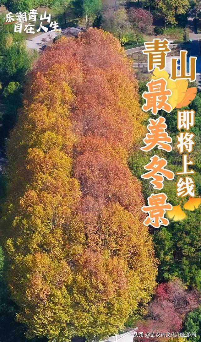 大降温后，青山最美冬景即将上线！
