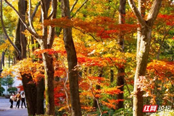 岁暖时刻丨枫叶一红，省植物园的“暖色派对”开始了