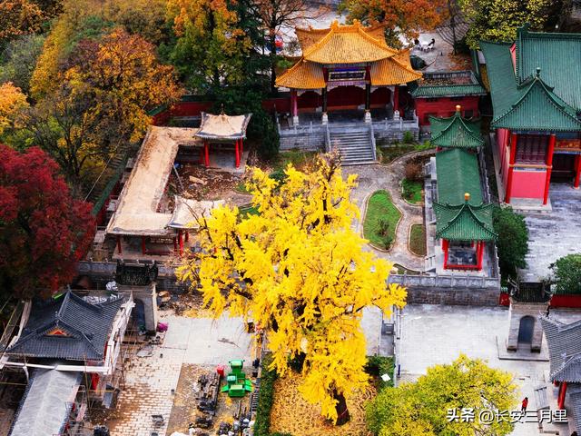 楼观台的古树和故事